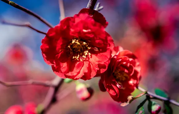 Flowers, branch, spring, red, flowering, quince