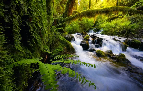 Greens, forest, summer, water, branches, stream, stones, vegetation