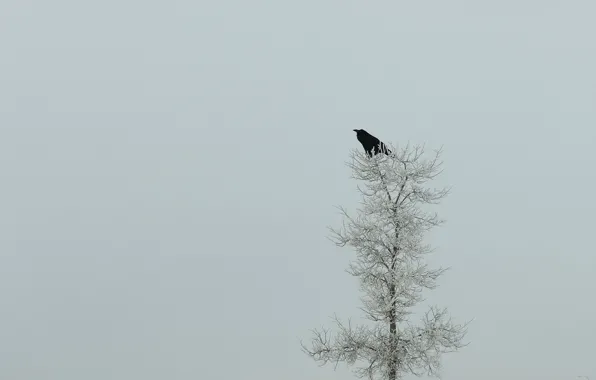 Picture nature, tree, minimalism, Raven