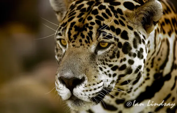 Look, face, predator, Jaguar