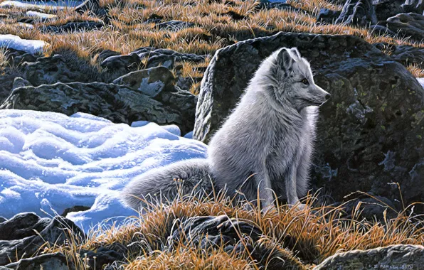 Winter, grass, look, light, snow, nature, pose, stones