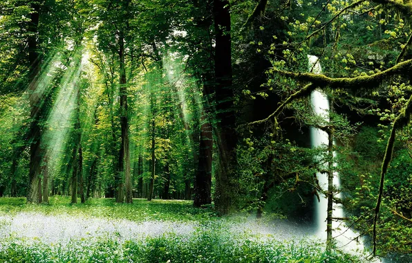 Forest, rays, trees, dual