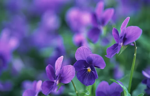Picture macro, flowers, petals, purple, luto