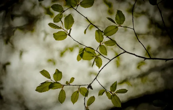 Picture leaves, branches, nature, background, branch, Wallpaper, plants