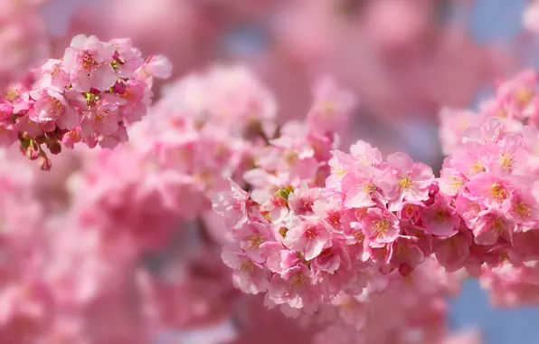 Macro, cherry, pink, spring, Sakura