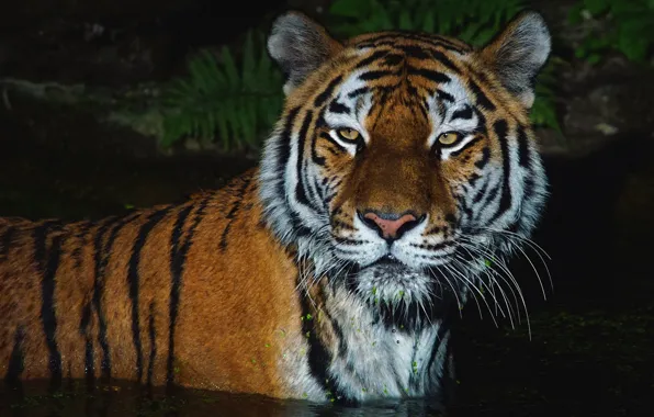 Picture portrait, the dark background, mustache, look, light, bathing, face, tiger