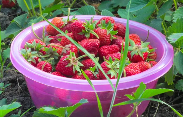 Summer, leaves, nature, earth, Strawberry