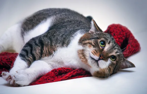 Cat, cat, face, pose, emotions, background, scarf, lies