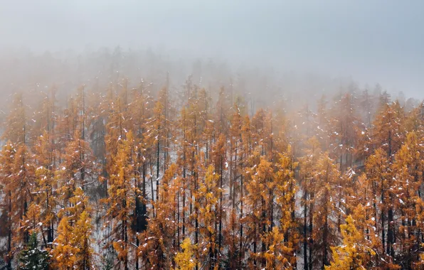 Picture autumn, forest, fog