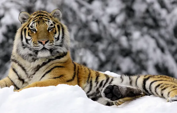Winter, tiger, Mashka in Winter
