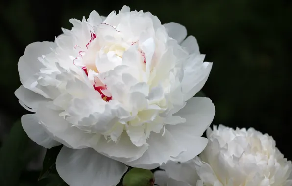 Flowers, peony, white peony