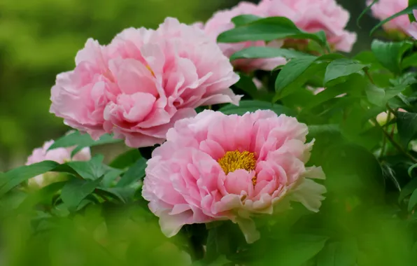 Leaves, Bush, focus, pink, peonies