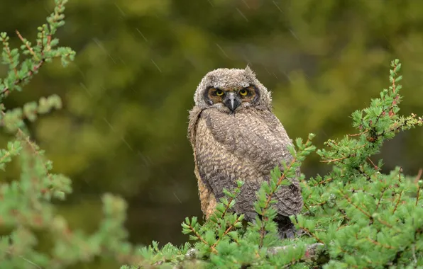 Greens, look, branches, rain, owl, bird, foliage