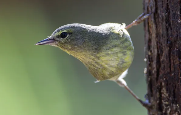 Tree, bird, beak, Rusesabagina drevenica