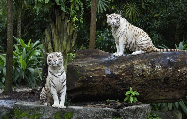 Leaves, nature, tiger, stones, palm trees, tree, jungle, log