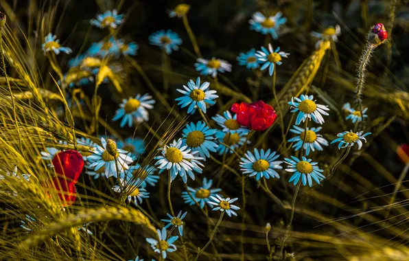 Summer, light, flowers, the dark background, glade, Maki, chamomile, meadow