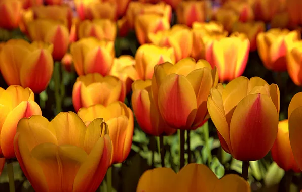 Flowers, spring, tulips, orange, flowerbed