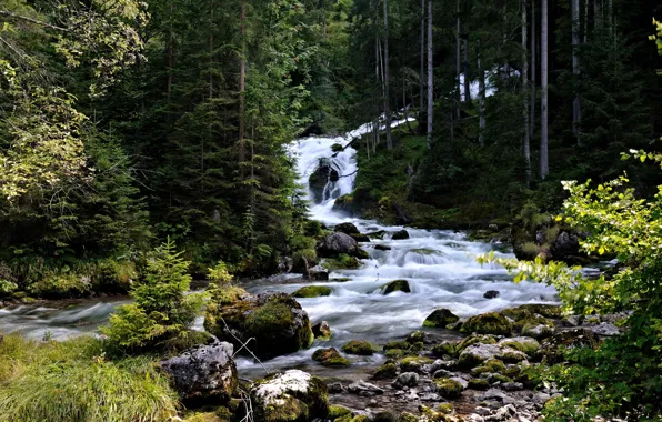 Picture forest, trees, stream, stones, moss, stream, Austria, thresholds