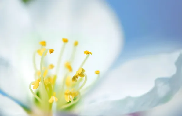White, macro, flowers, background, blue, tenderness, spring, Flower