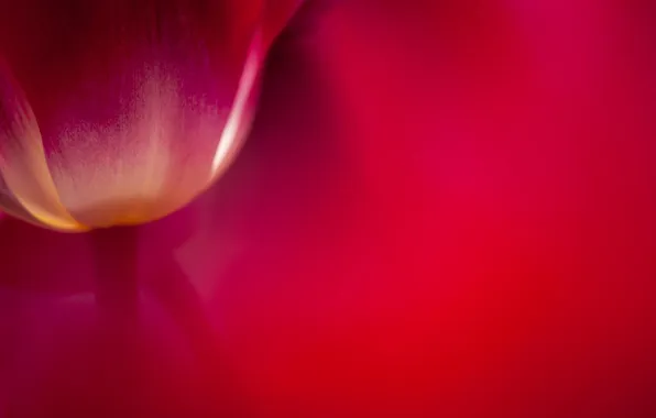 Macro, flowers, tulips, red