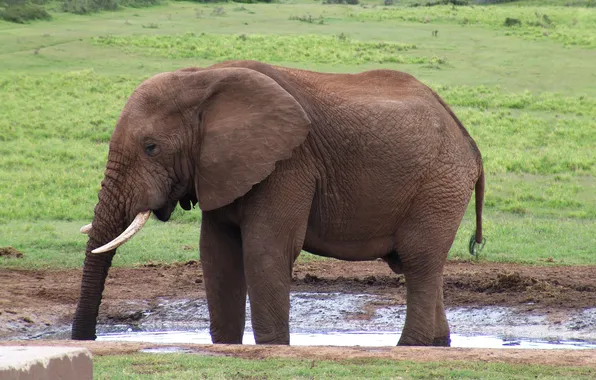 Picture nature, elephant, trunk