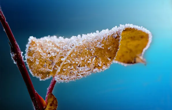 Frost, autumn, sheet, branch, crystals