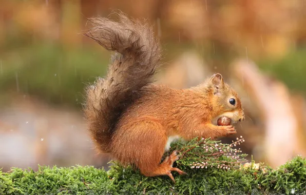 Picture the rain, nature, background, rain, moss, wet, protein, nuts