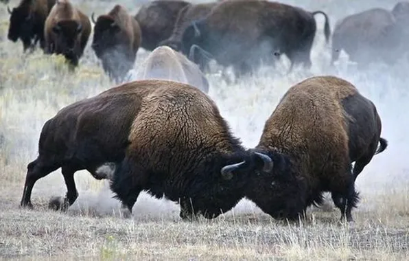 Picture wildlife, American bison, Buffalo, animals big, Bisons