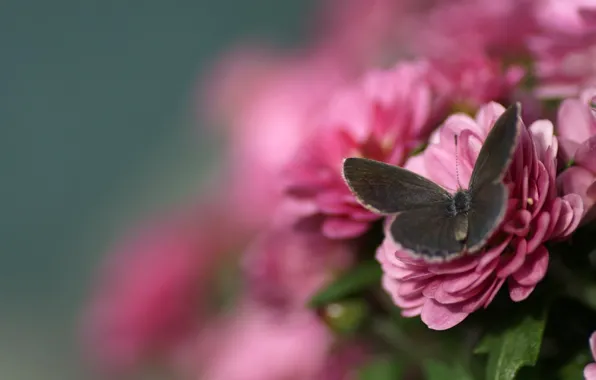 Picture macro, flowers, butterfly, blur, pink