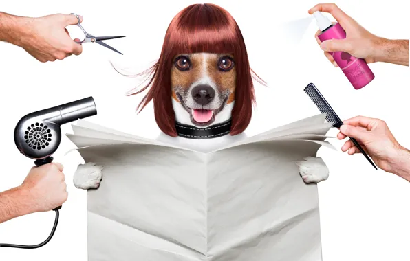 Language, face, paper, creative, photoshop, humor, paws, hands
