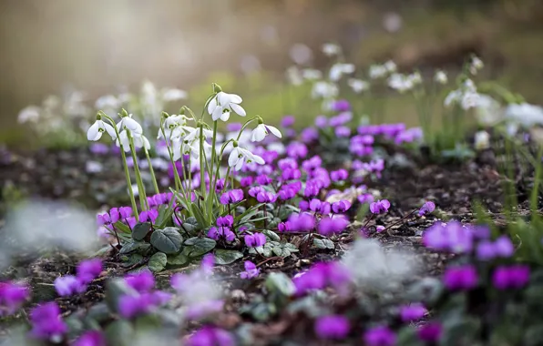 Picture flowers, nature, spring, snowdrops, cyclamen, Jacky Parker