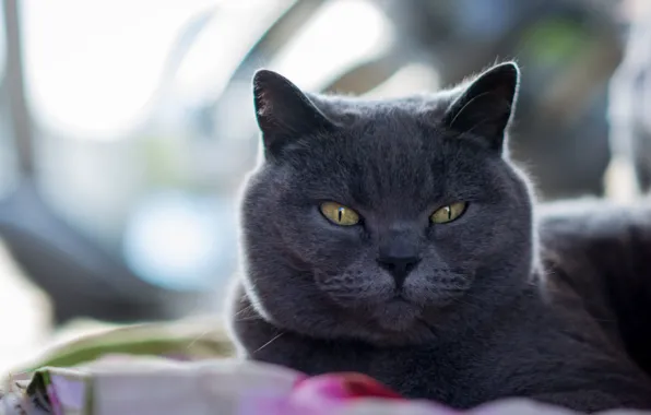 Cat, cat, British