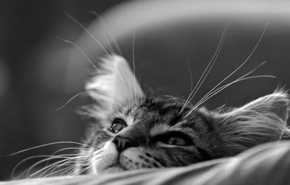 Picture cat, cat, muzzle, black and white, kitty, monochrome, dreamer