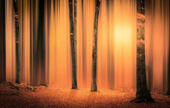 Picture forest, trees, fog