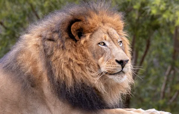 Picture look, face, branches, nature, background, portrait, Leo, mane