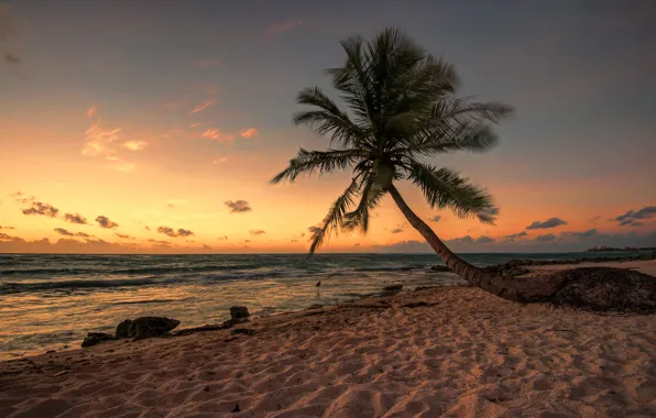 Beach, Palma, bird, the evening, Mexico