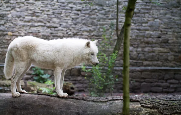 Picture nature, snow, predator, face, animal, wolf, wildlife, portrait