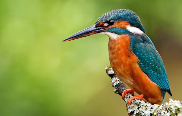Picture bird, branch, kingfisher, alcedo atthis, common Kingfisher