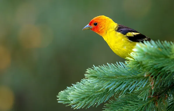 Bird, branch, needles, yellow, bokeh, bright