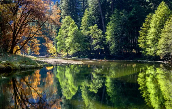 Autumn, forest, water, the sun, trees, reflection, river, CA