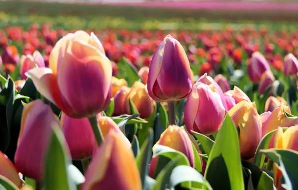 Field, light, flowers, yellow, spring, tulips, pink, buds
