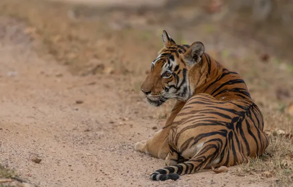 Picture road, tiger, lies