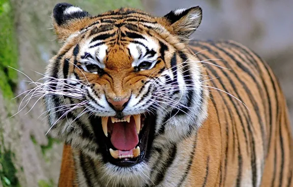 Tiger, predator, grin, roar