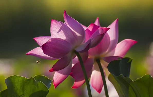 Leaves, light, flowers, bee, petals, pink, Duo, Lotus