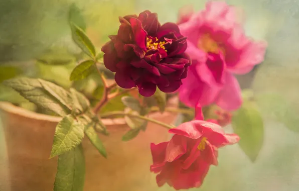 Picture leaves, flowers, green, background, bright, roses, bouquet, petals