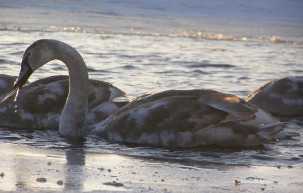Animals, nature, swans