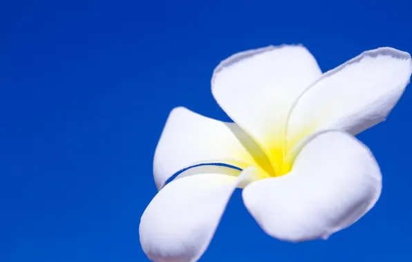 Picture white, flower, summer, the sky