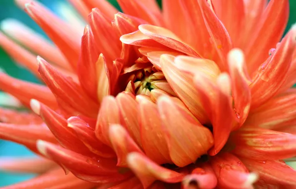 Picture flower, orange, photo, petals, orange passion