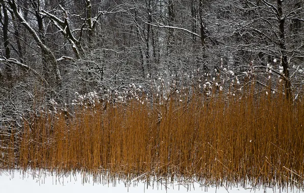 Winter, forest, snow, trees, plant