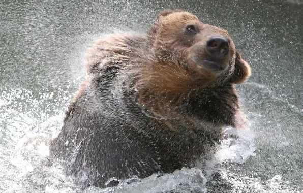 Water, squirt, bear